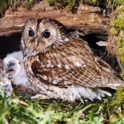 Tawny Owl 3